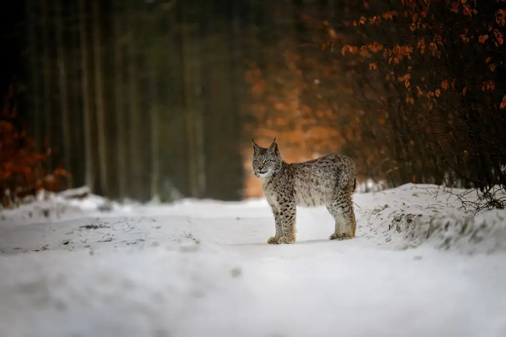 Firešová, Michaela: Bobcat in winter forest