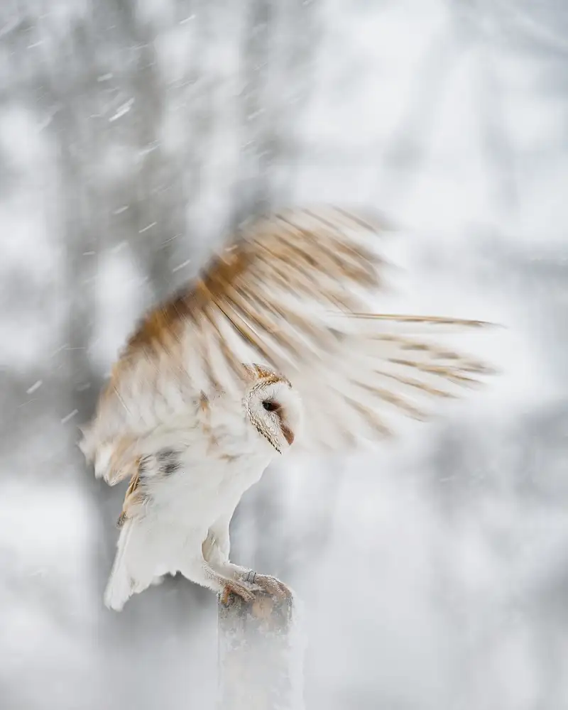 Firešová, Michaela: White angel