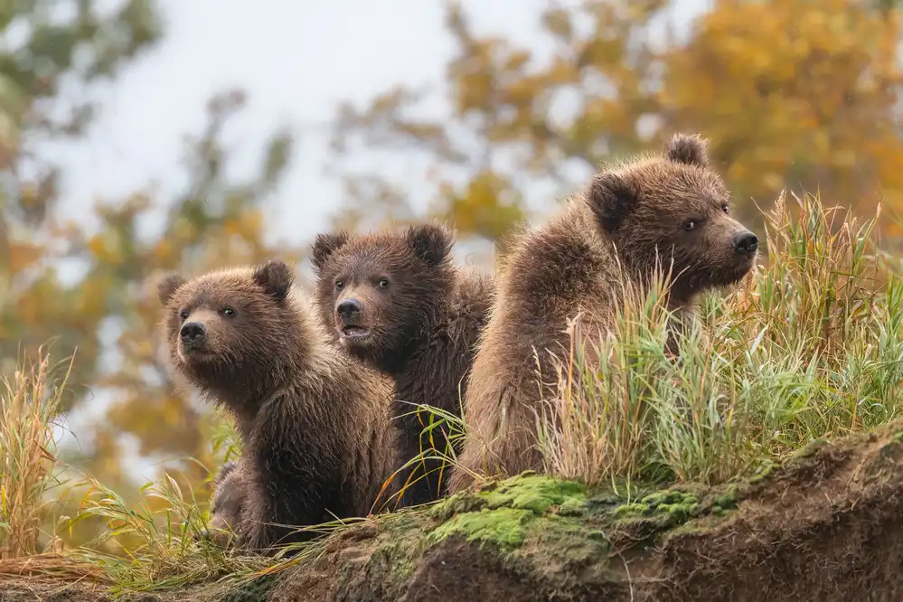 Wei, and Siyu: oursons