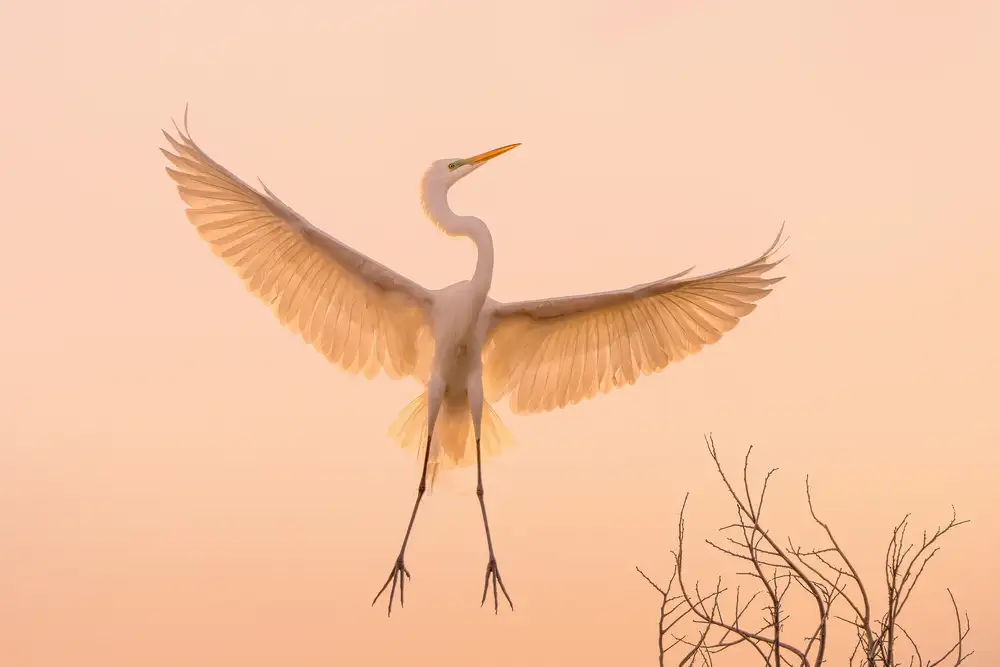 Zhao, Qing: I Got Golden Wings
