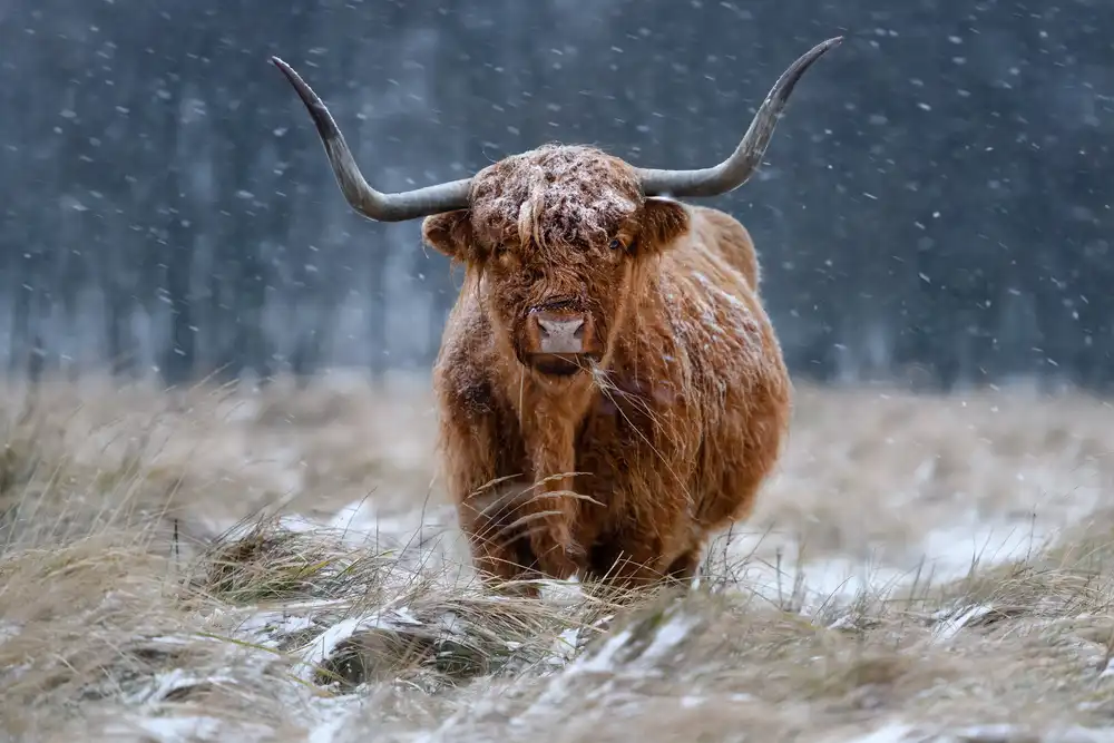 Guijt, Richard: Snowy Highland cow