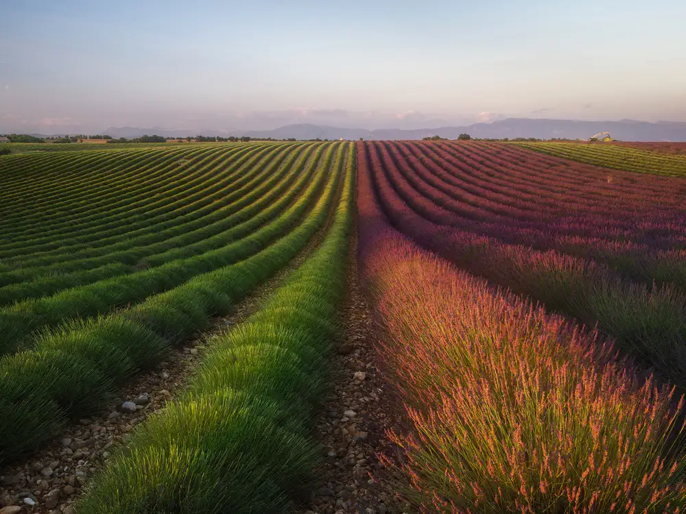 Anton, Rostovskiy: campo de lavanda