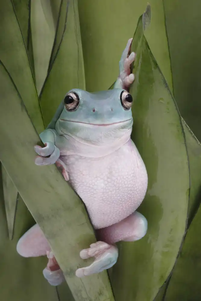 Lester, D Linda: Una pose de ranas arbóreas blancas