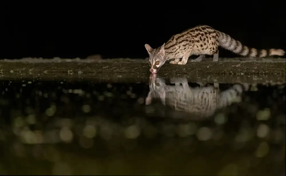 Fischer, Jie: Zibetkatze in der Nacht