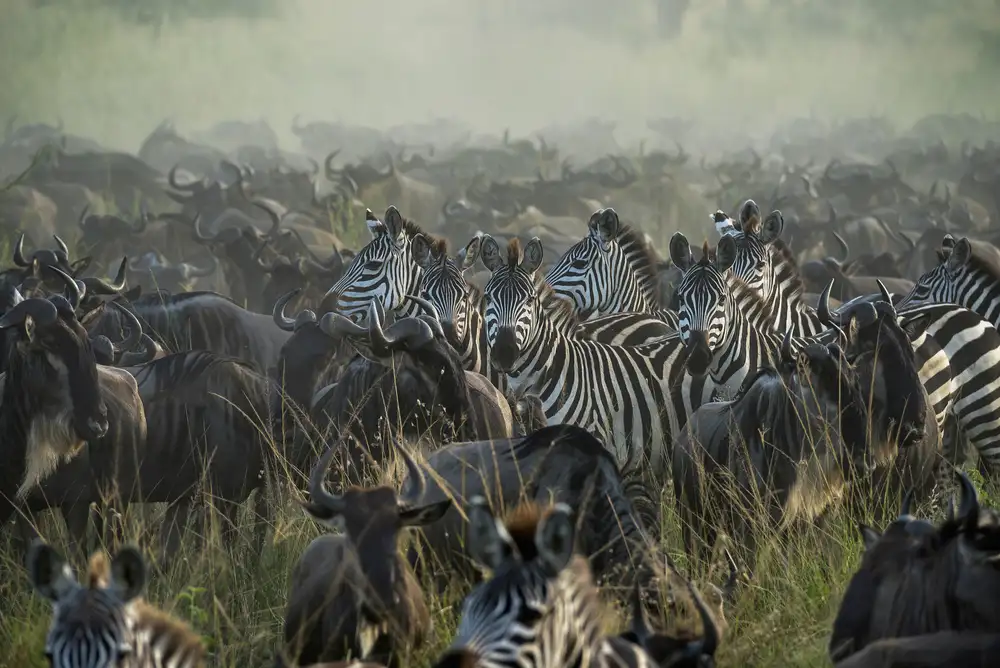 DAmico, Giuseppe: The Great migration