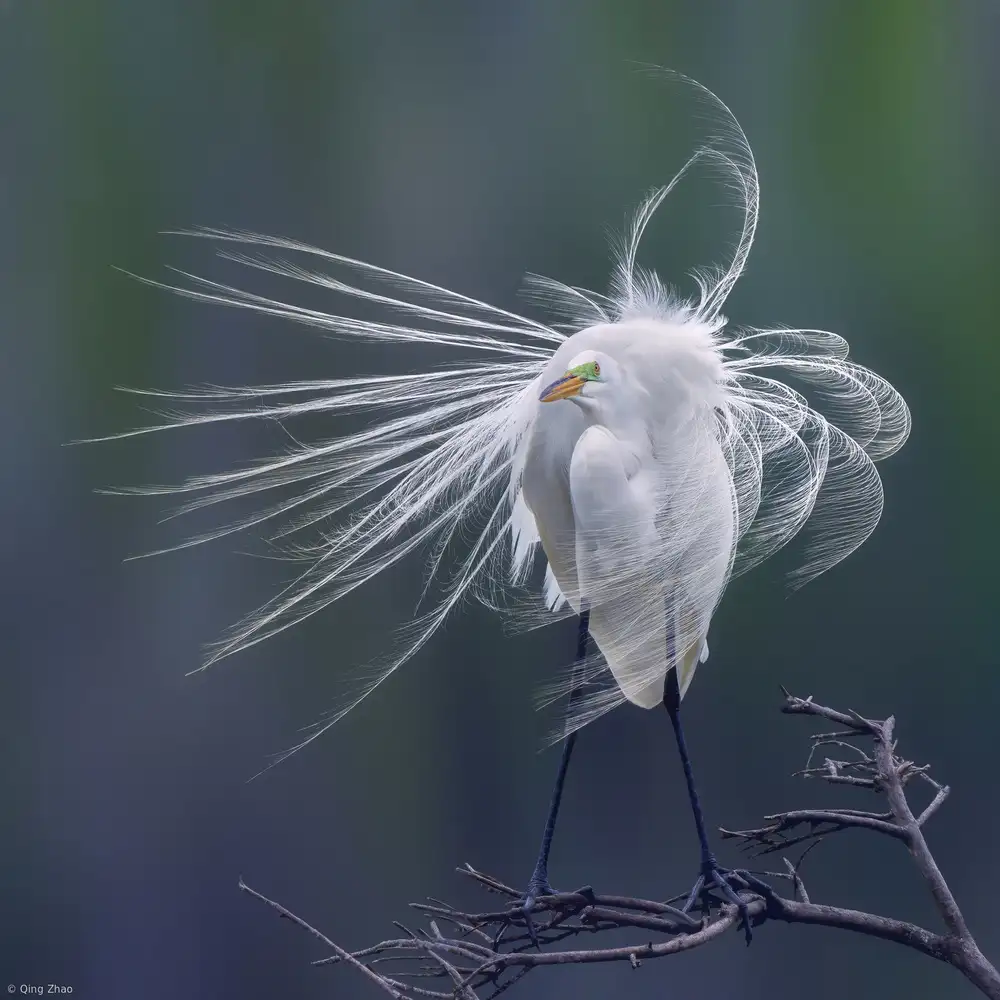 Zhao, Qing: Shape of the Wind