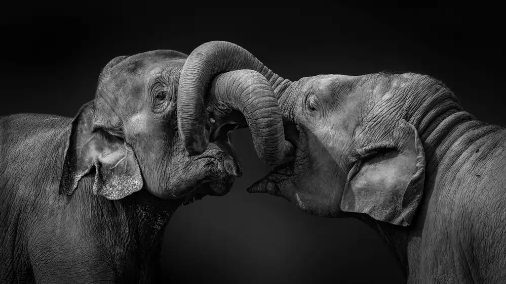 Jealousy: Exchange greeting
