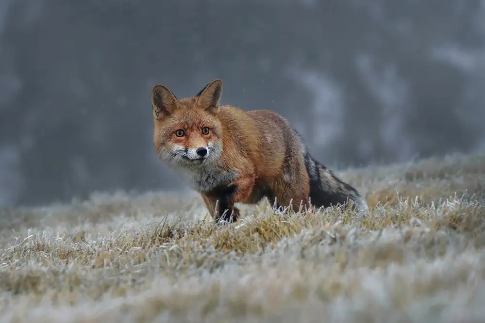 Firešová, Michaela: Red fox