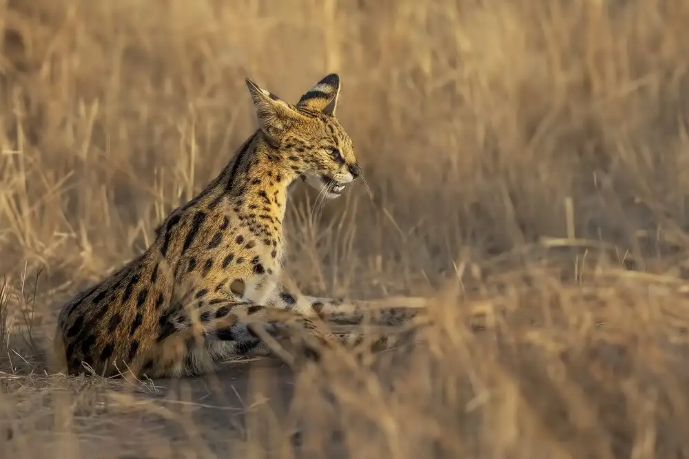 Zuo, Jun: Serval