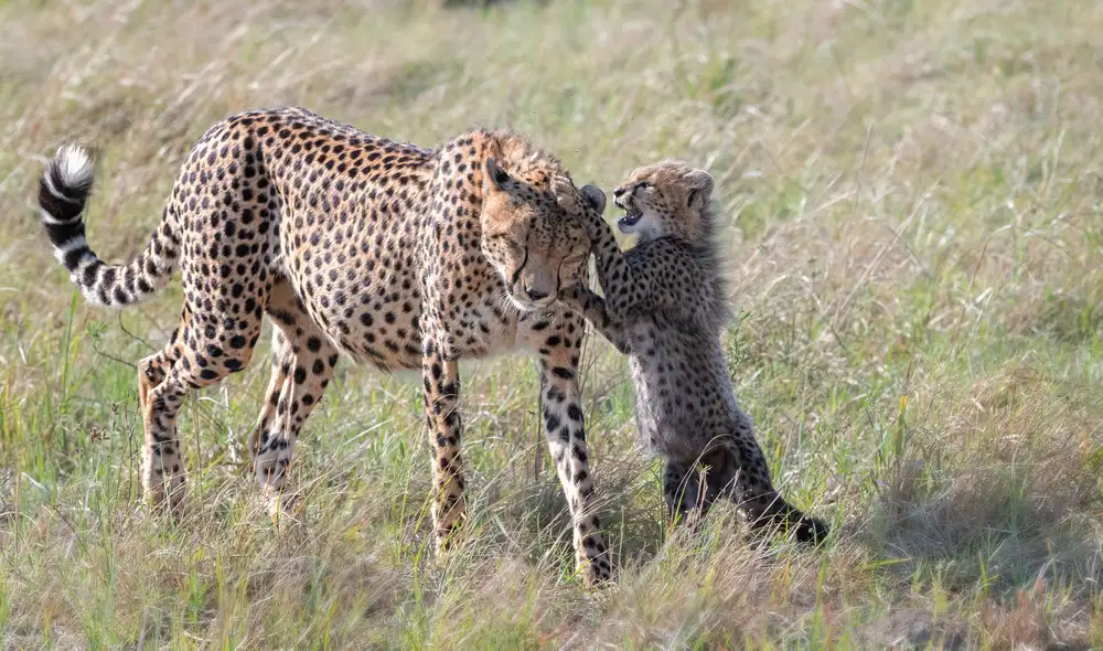 Fischer, Jie: Spiel mit Mama