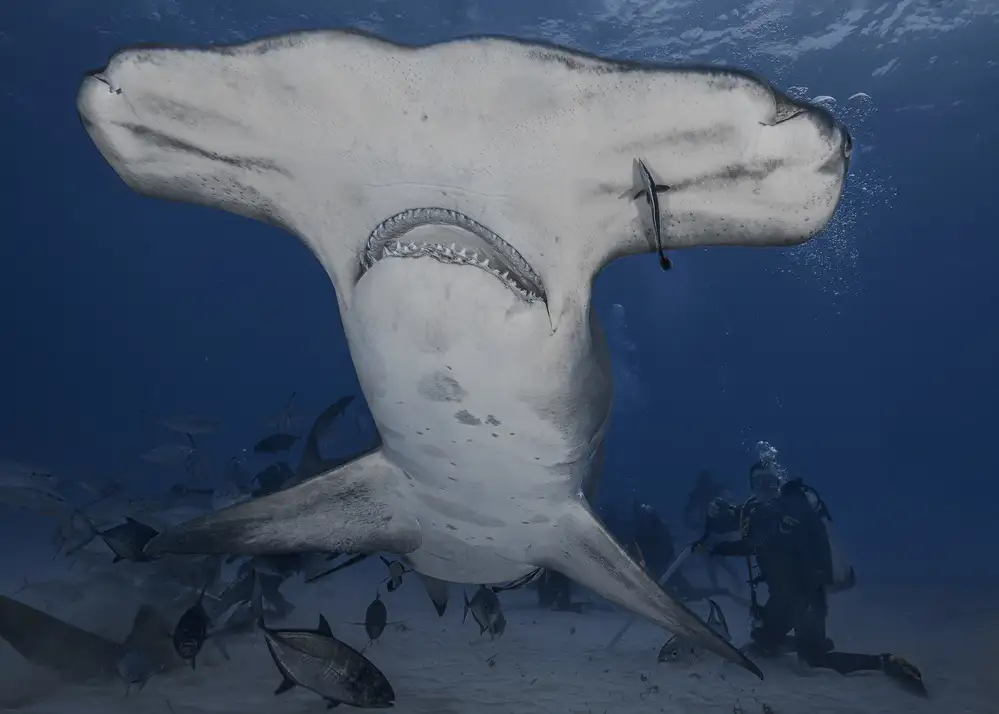 Lu, Jennifer: Dive with Giant (hammerhead shark in wild ocean)