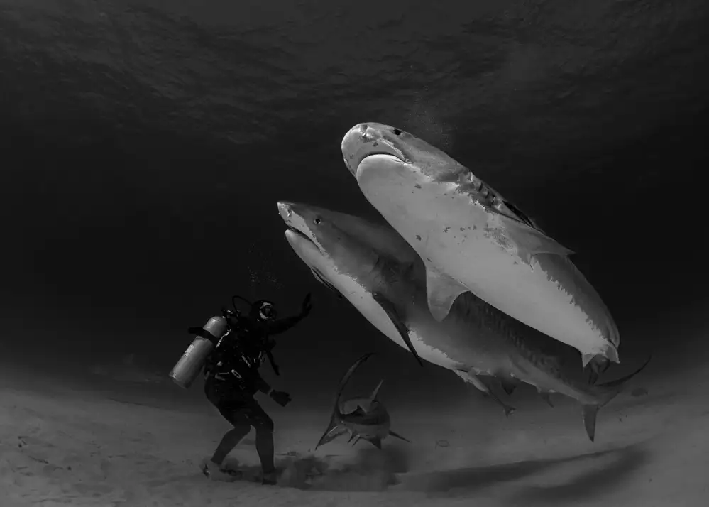 Lu, Jennifer: Tiger sharks