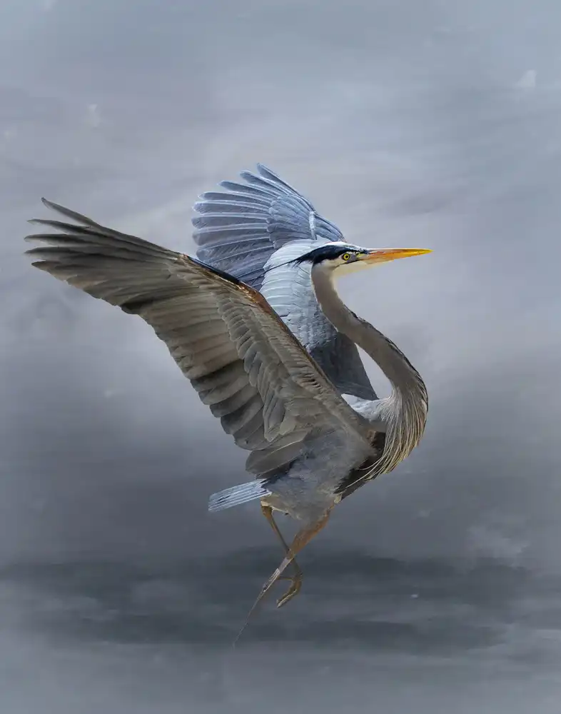 Wisniowska, Krystina: The Great Blue Heron