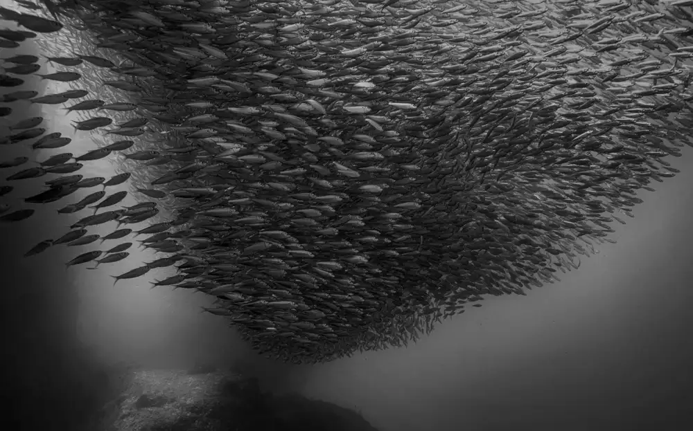 Lu, Jennifer: Sardine run