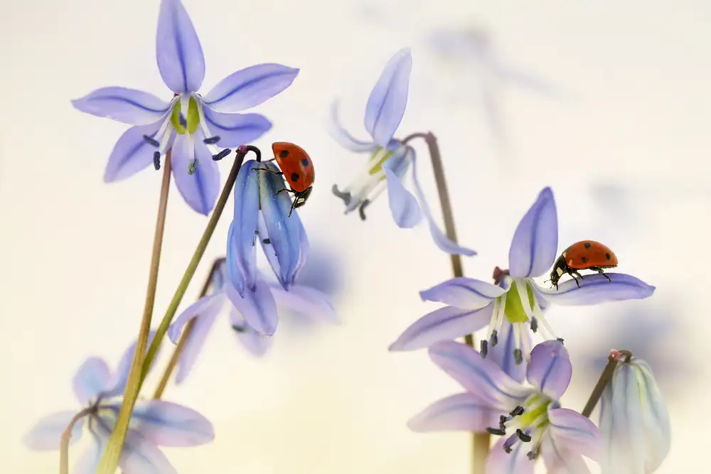 Deelen, van Ellen: Jaro (Berušky se Scilla Siberica)