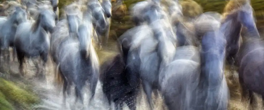 Stas, Marie-anne: Camargue