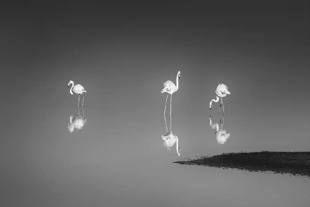 Digalakis, George: Trois flamants roses