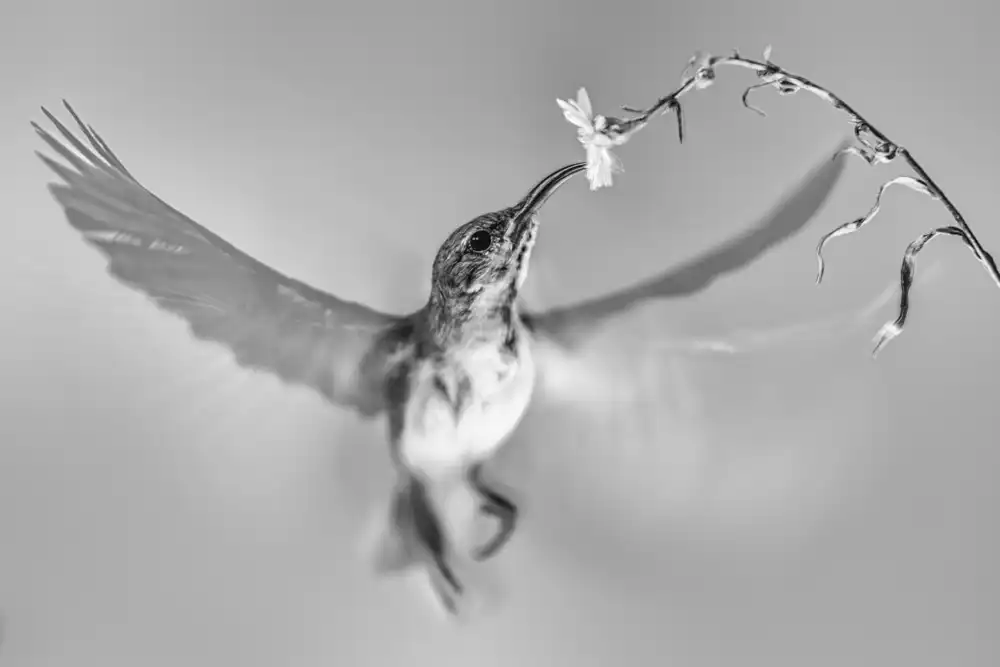Halil, Andi: Sunbird in motion