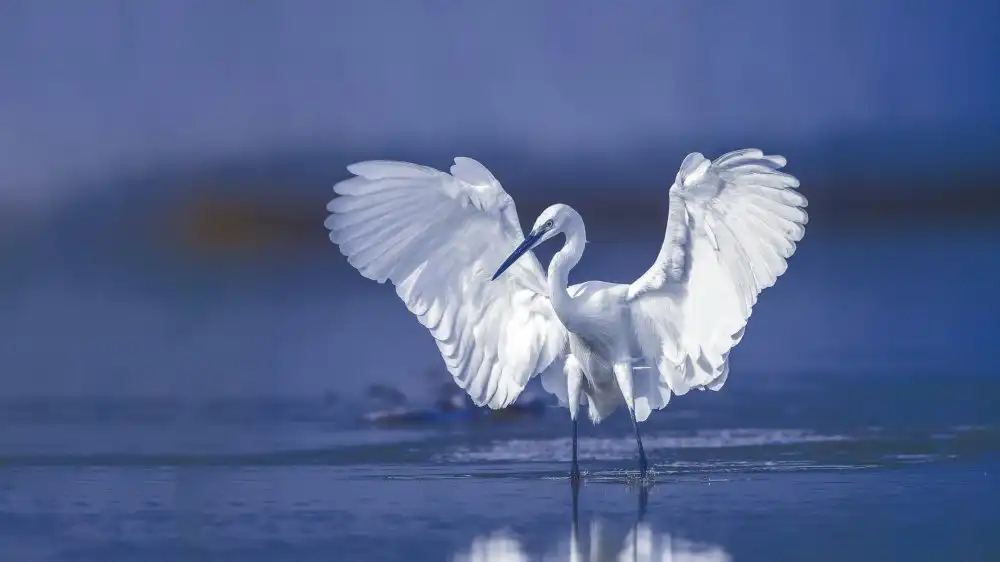Manusevich, David: Aigrette garce