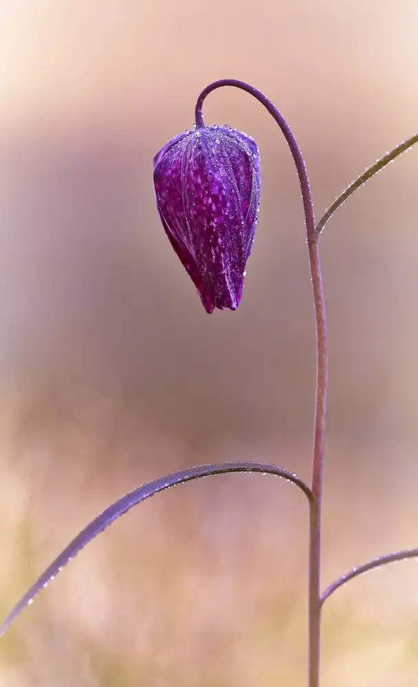 Williams, Stuart: Fritillary