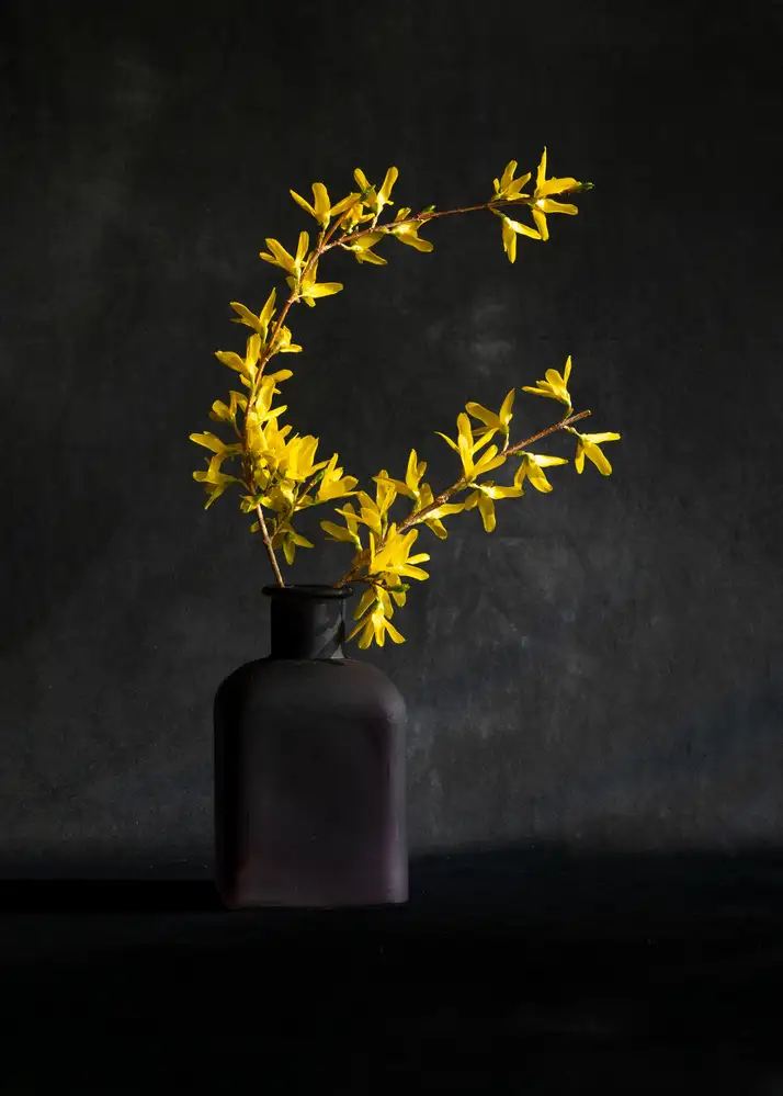 Xu, Wendy: Květ Forsythia