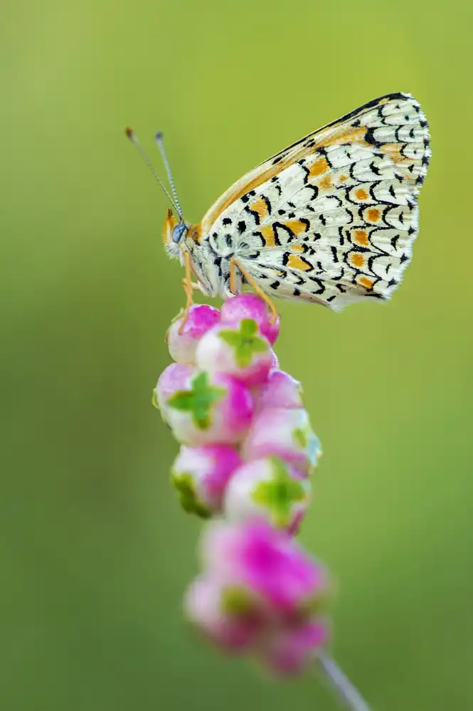 Amer, Eyal: Butterfly at the tip