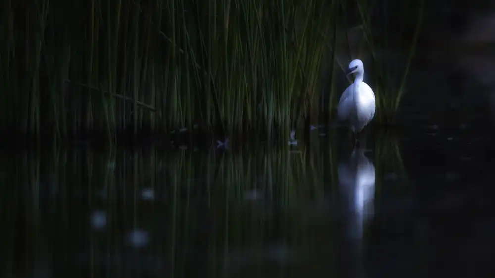 Manusevich, David: Aigrette garce