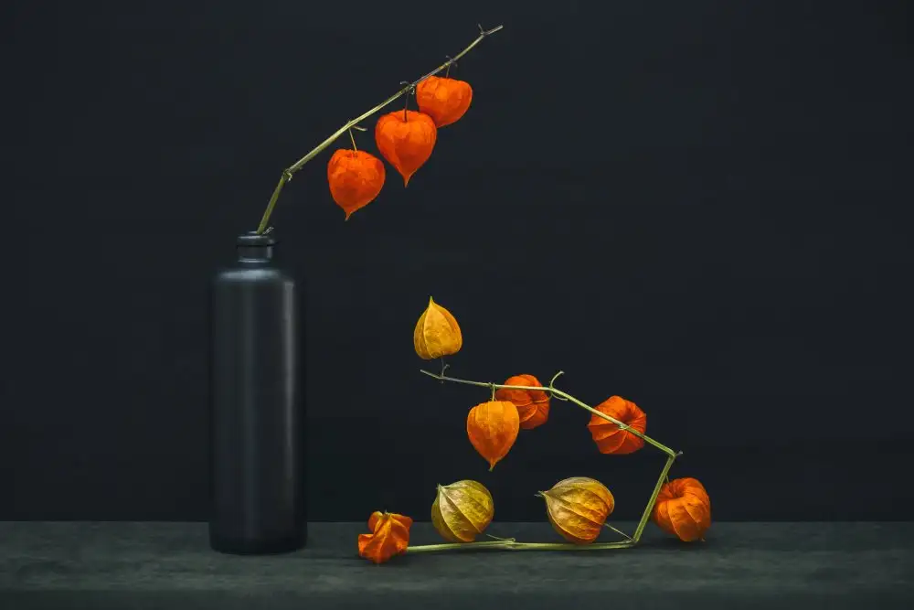 Barkow, Brig: Still life with a branch of Physalis