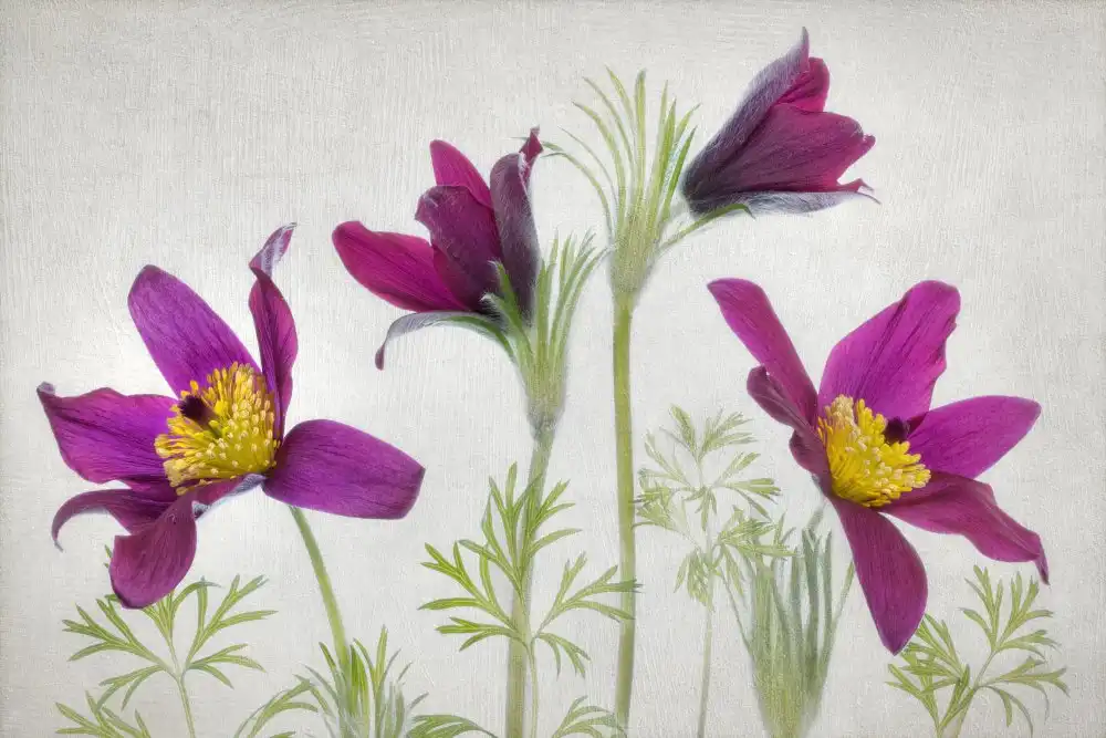 Disher, Mandy: Pulsatilla