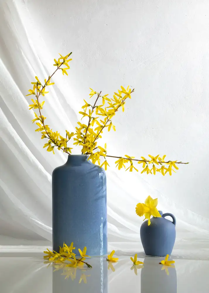 Xu, Wendy: Květ Forsythia