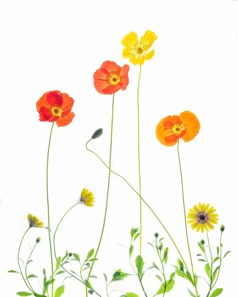 Ren, Chuanxu: Flowers