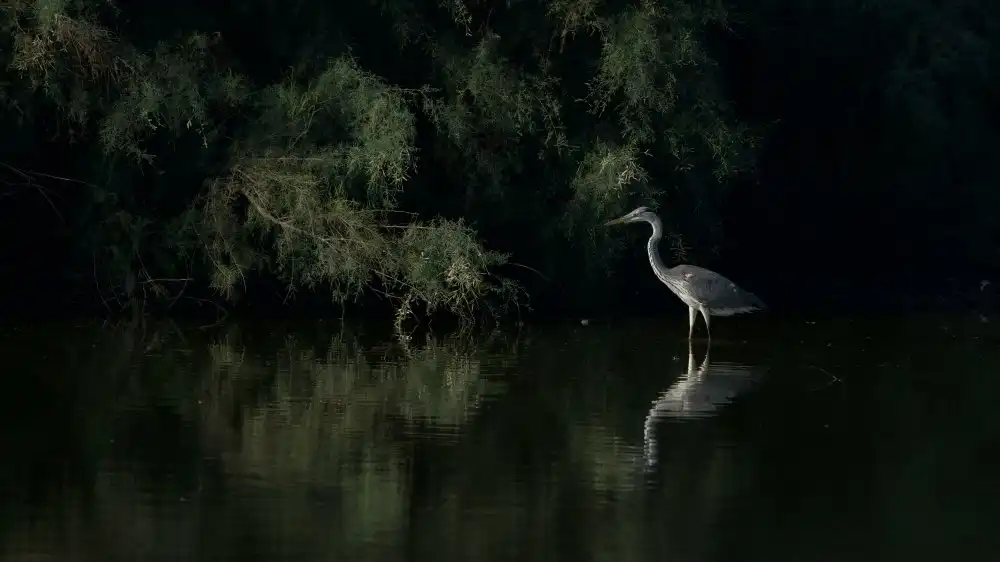 Manusevich, David: Great egret