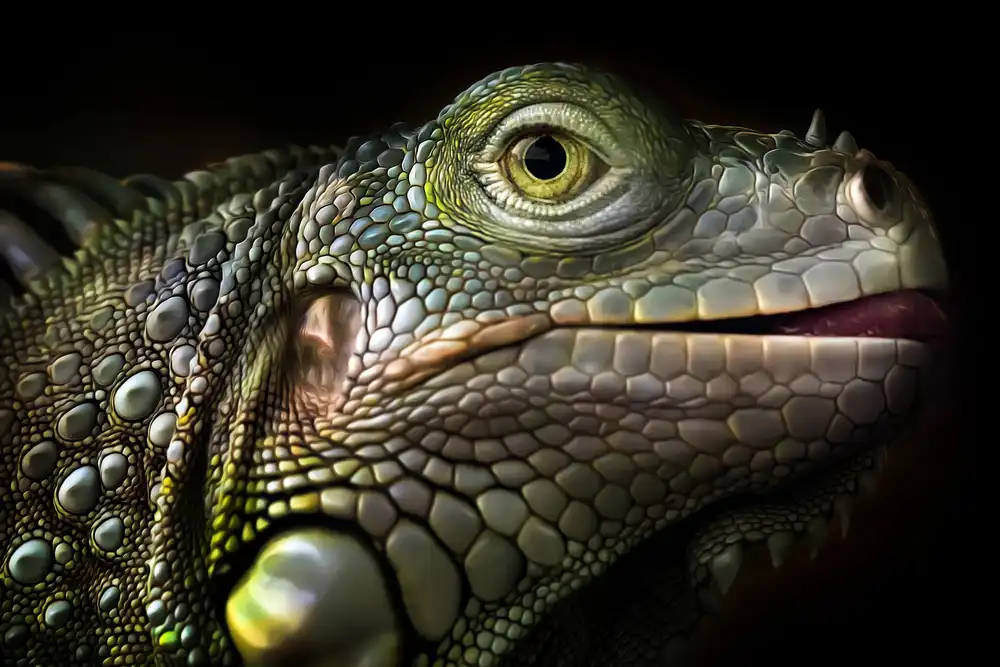 Maududdin, Fauzan: Leuchtender Leguan