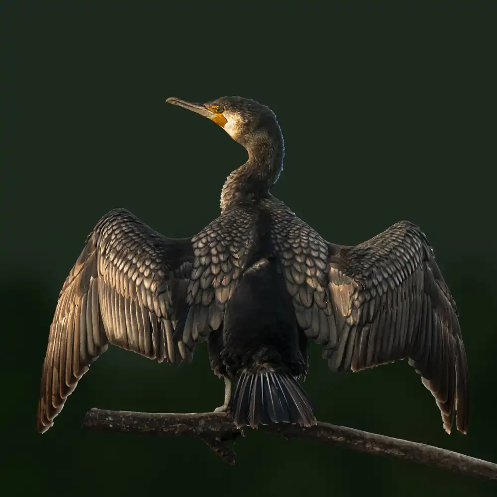 Lichtman, Boris: Cormorant