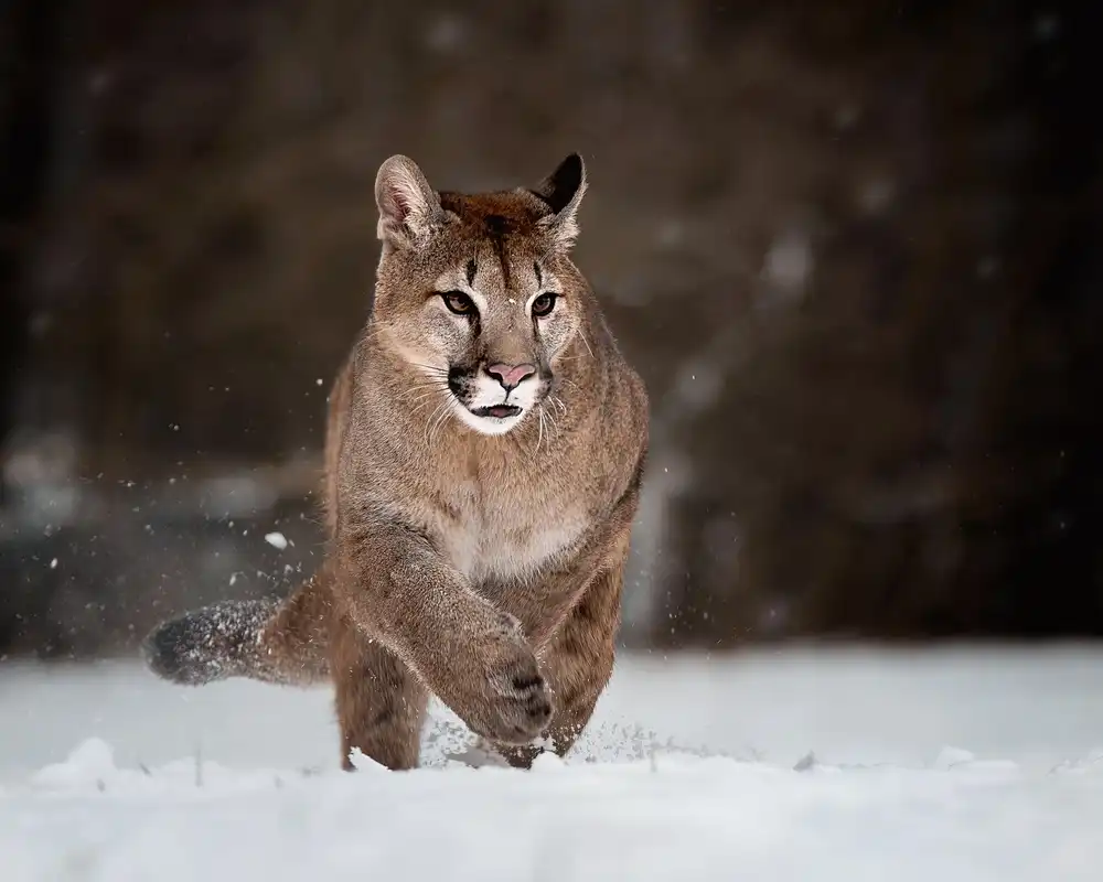 Firešová, Michaela: Cougar on snow