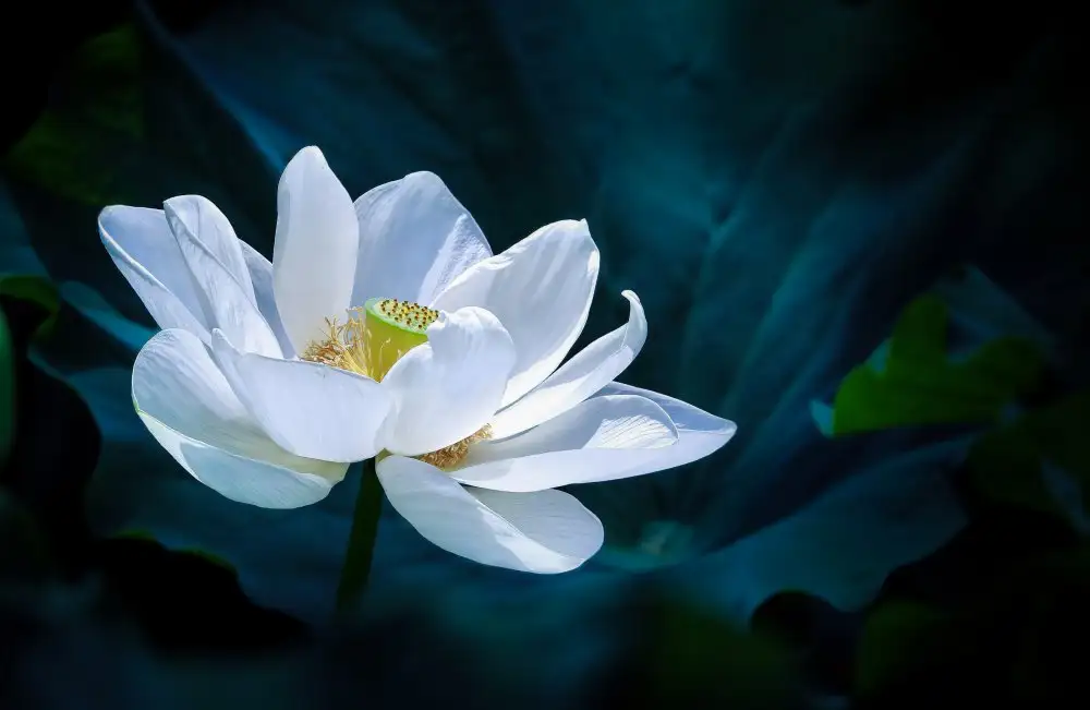 Zeng, Kenneth: Lotus