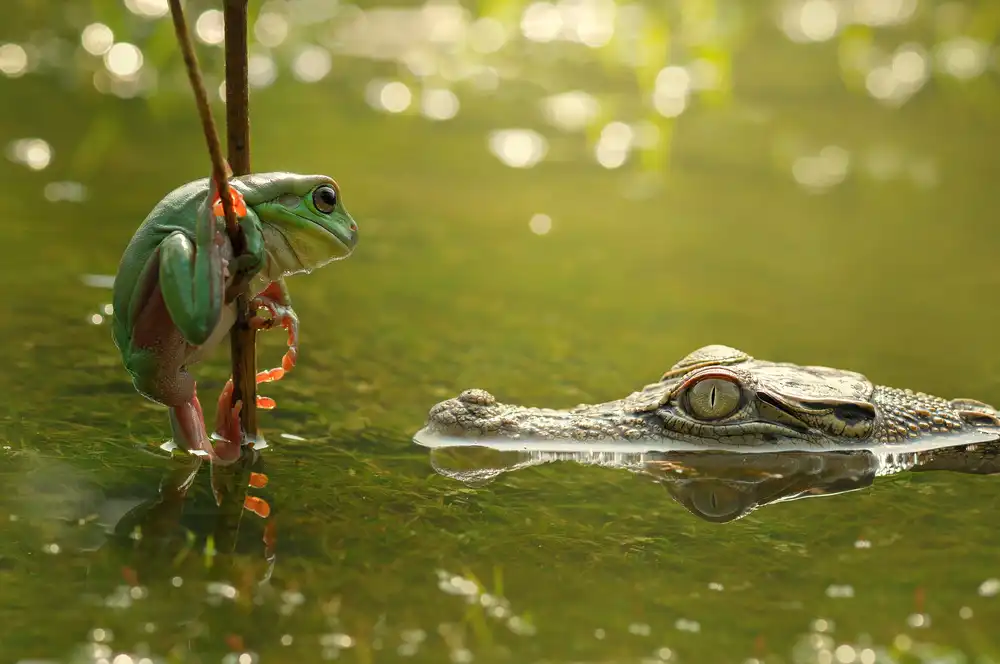 Pamungkas, Edy: Frosch und Krokodil