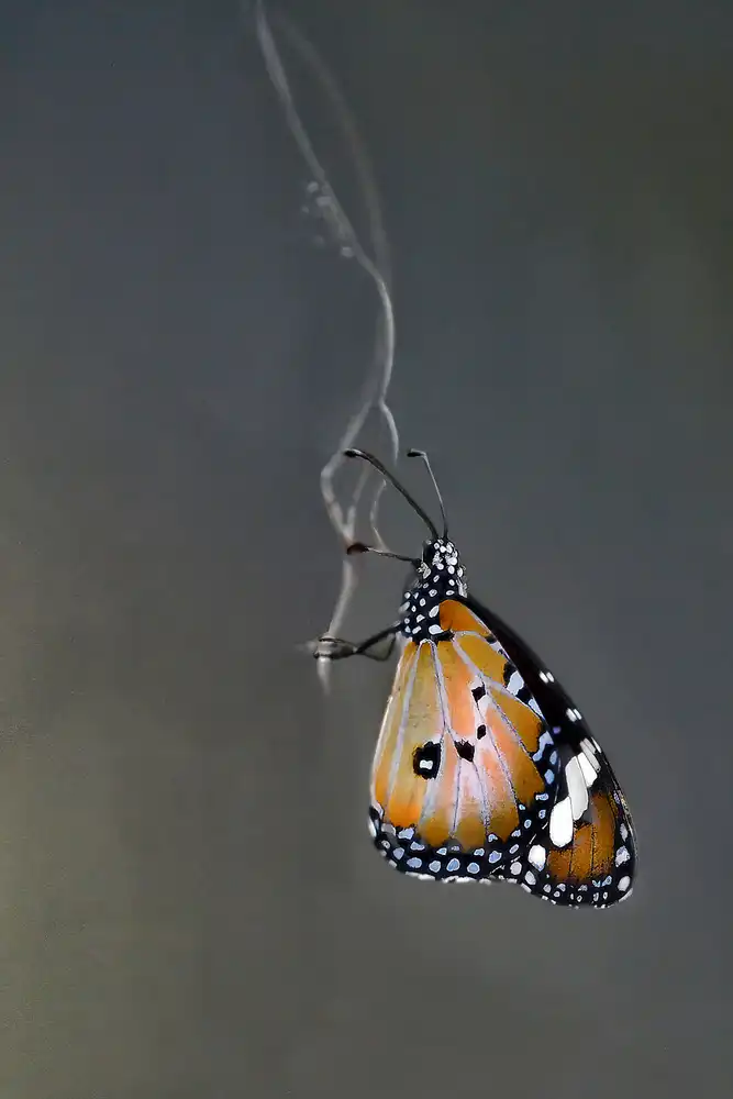 Henley, Nadine: Butterfly on Gossamer