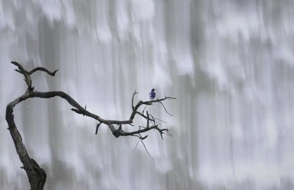 Henley, Nadine: Bluebird at the waterfall