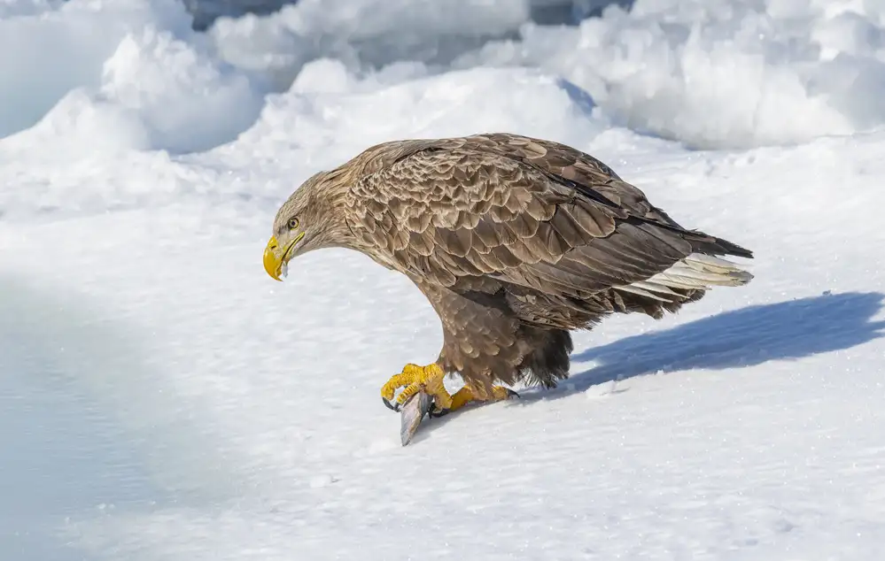 Deng, Larry: White-tailed Eagle