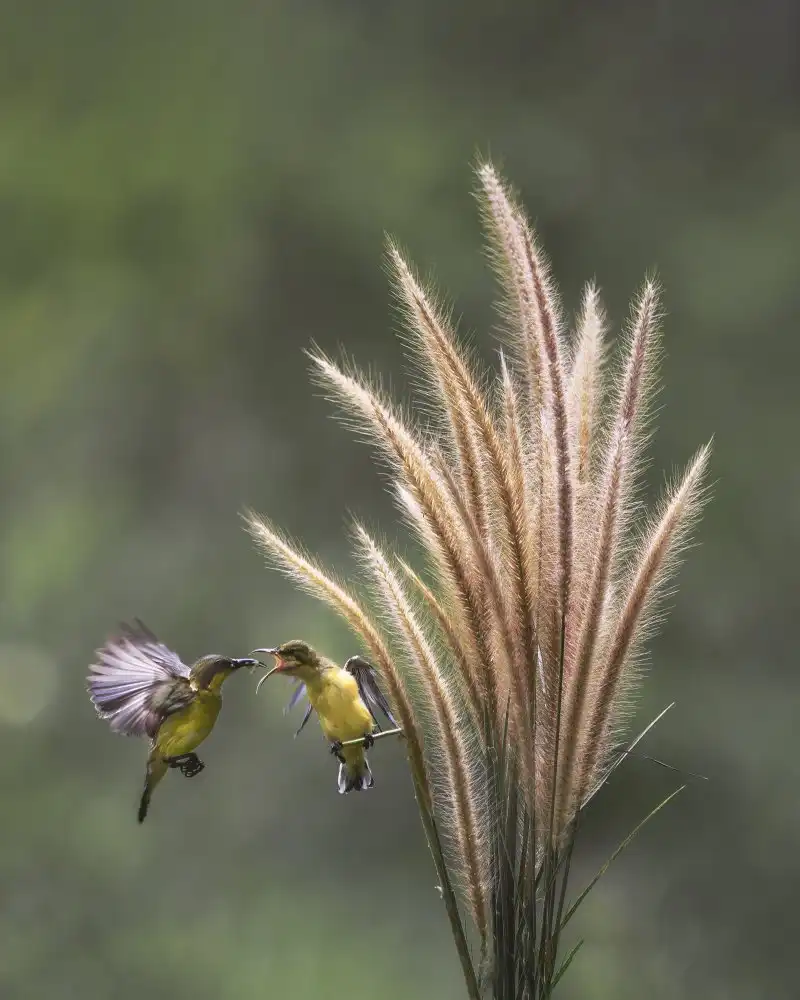 Herliyanto, Gatot: Feeding Time