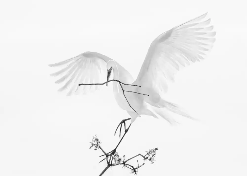 Zhao, Qing: Transparent Wings