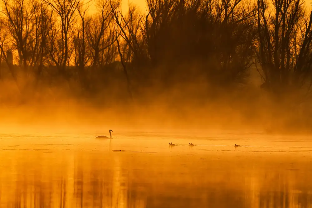 Ren, Chuanxu: Golden Swan Lake