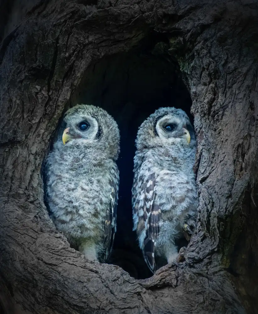 Li, Alex: Two Little Guards