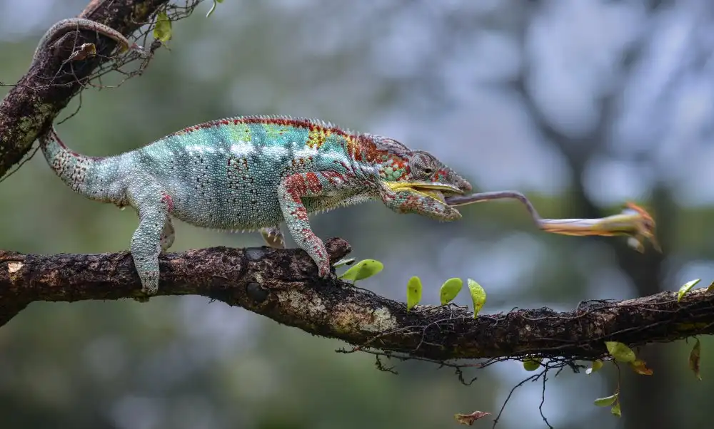 Bhs, Fahmi: Caméléon