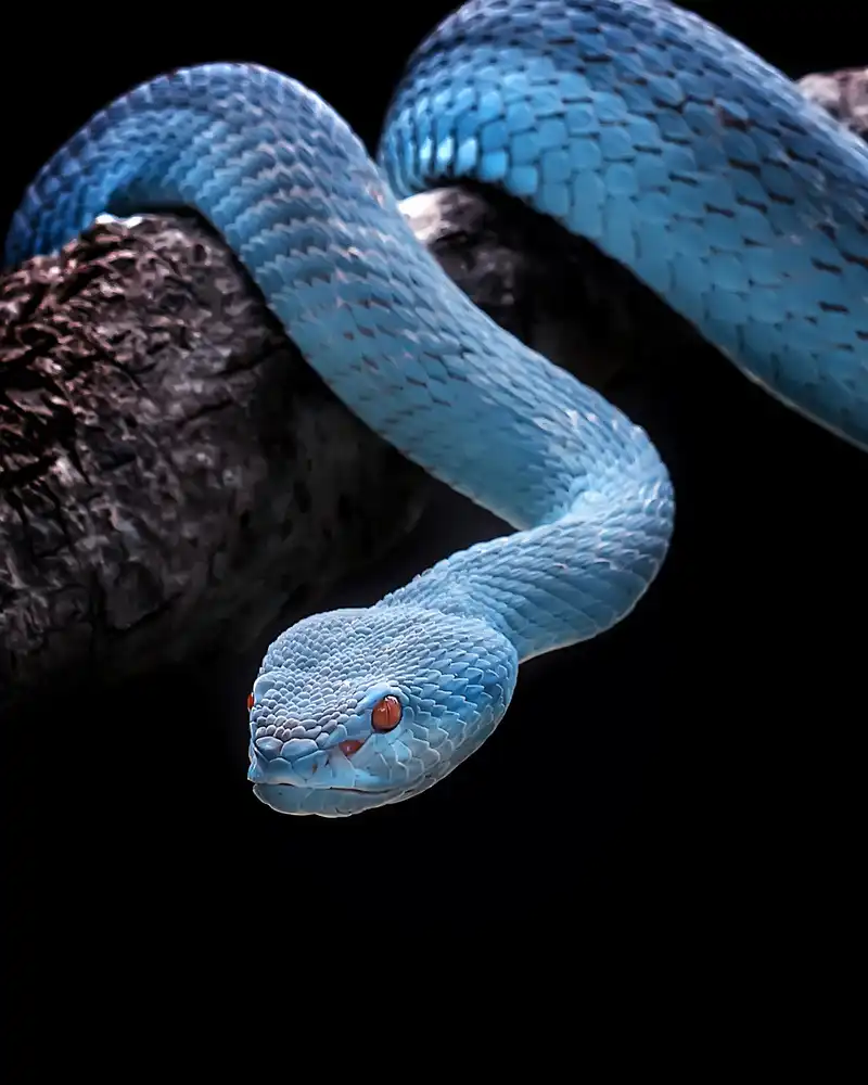 Maududdin, Fauzan: Ruhige blaue Insularis