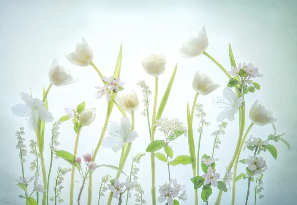 Catherine, W.: Printemps blanc