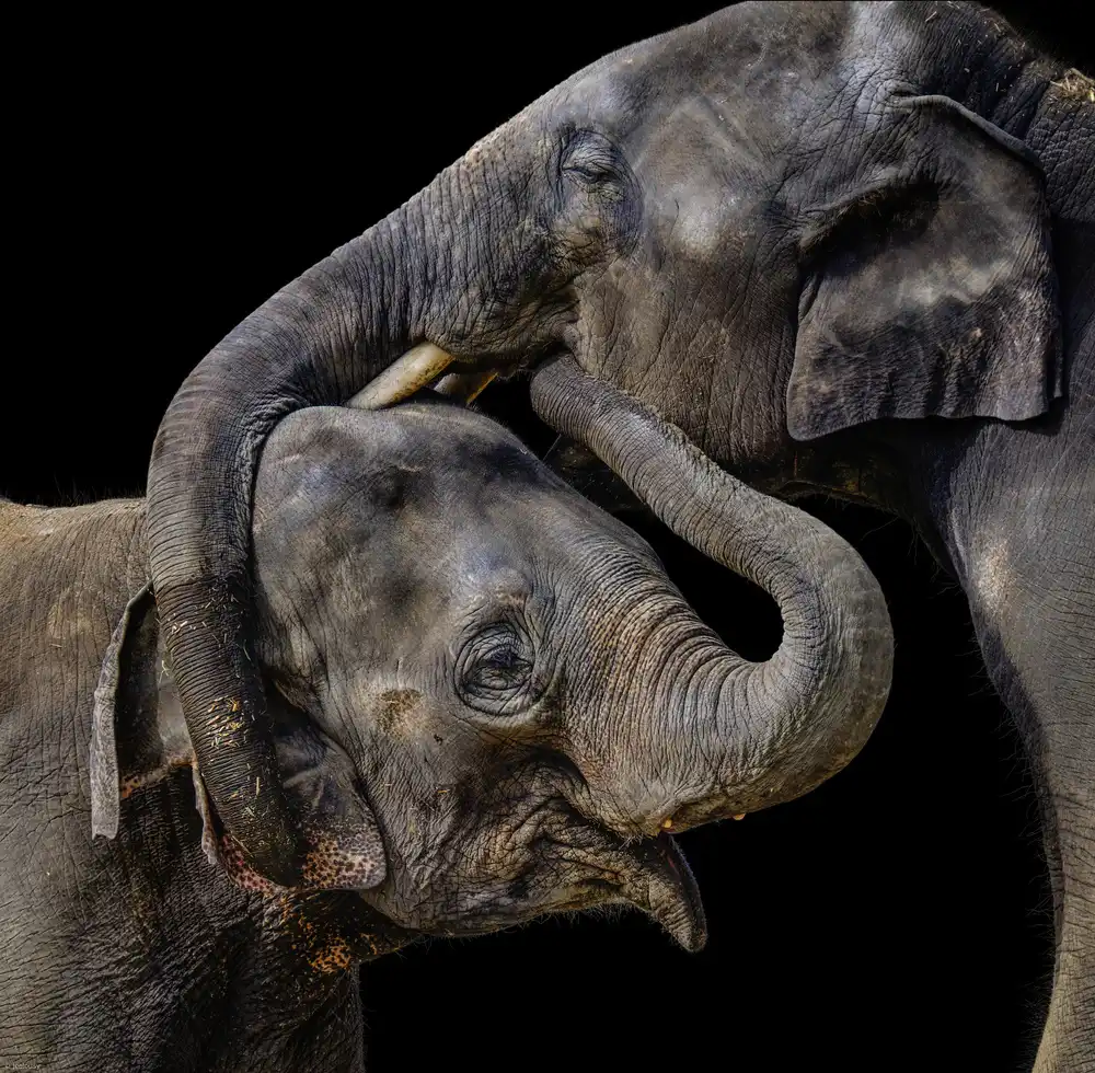 Jealousy: Embrace