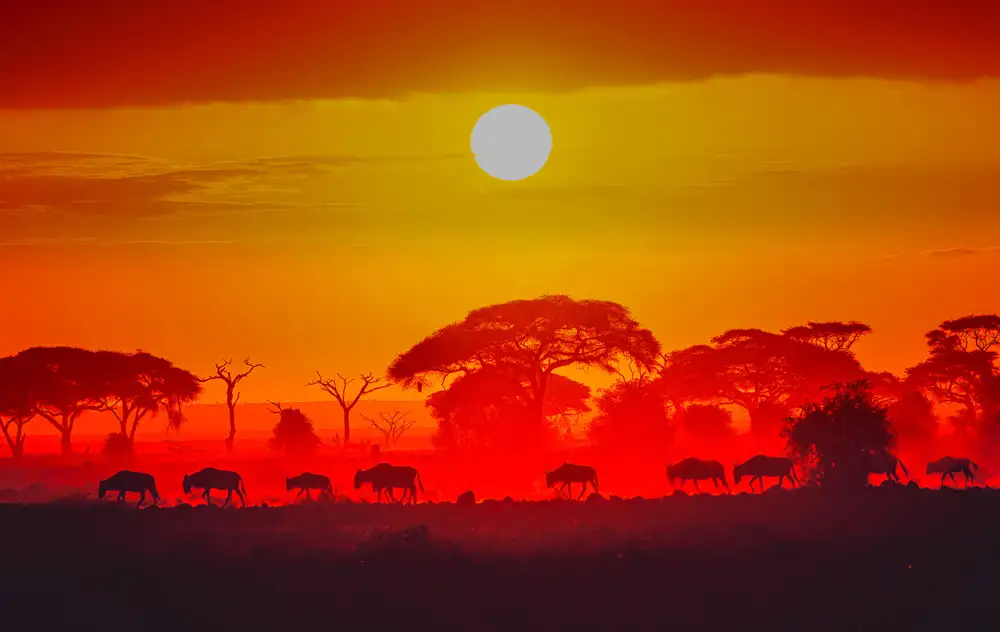 Sink, C. Jeffrey: Amboseli východ slunce