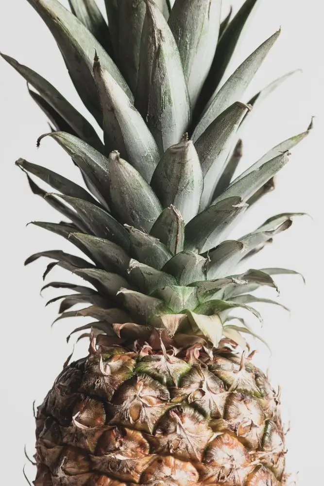 Studio, Pictufy: Pineapple Natural 03